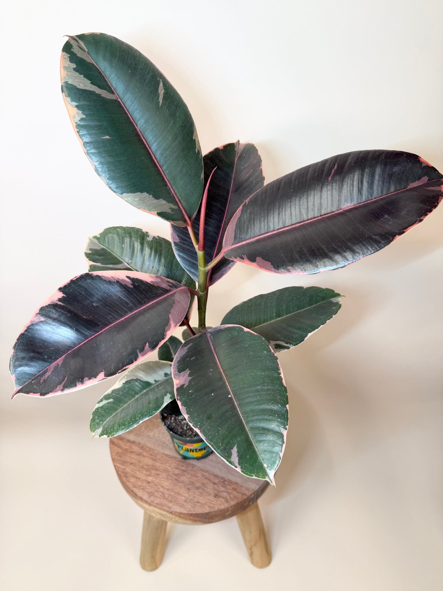 Rubber Tree Ruby 4” Pot