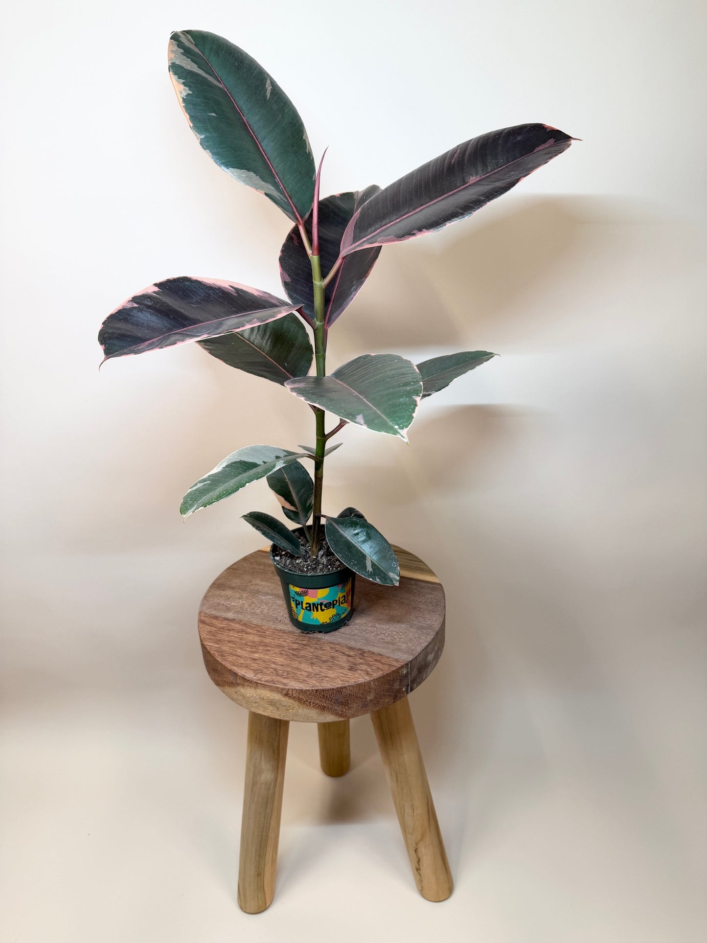 Rubber Tree Ruby 4” Pot