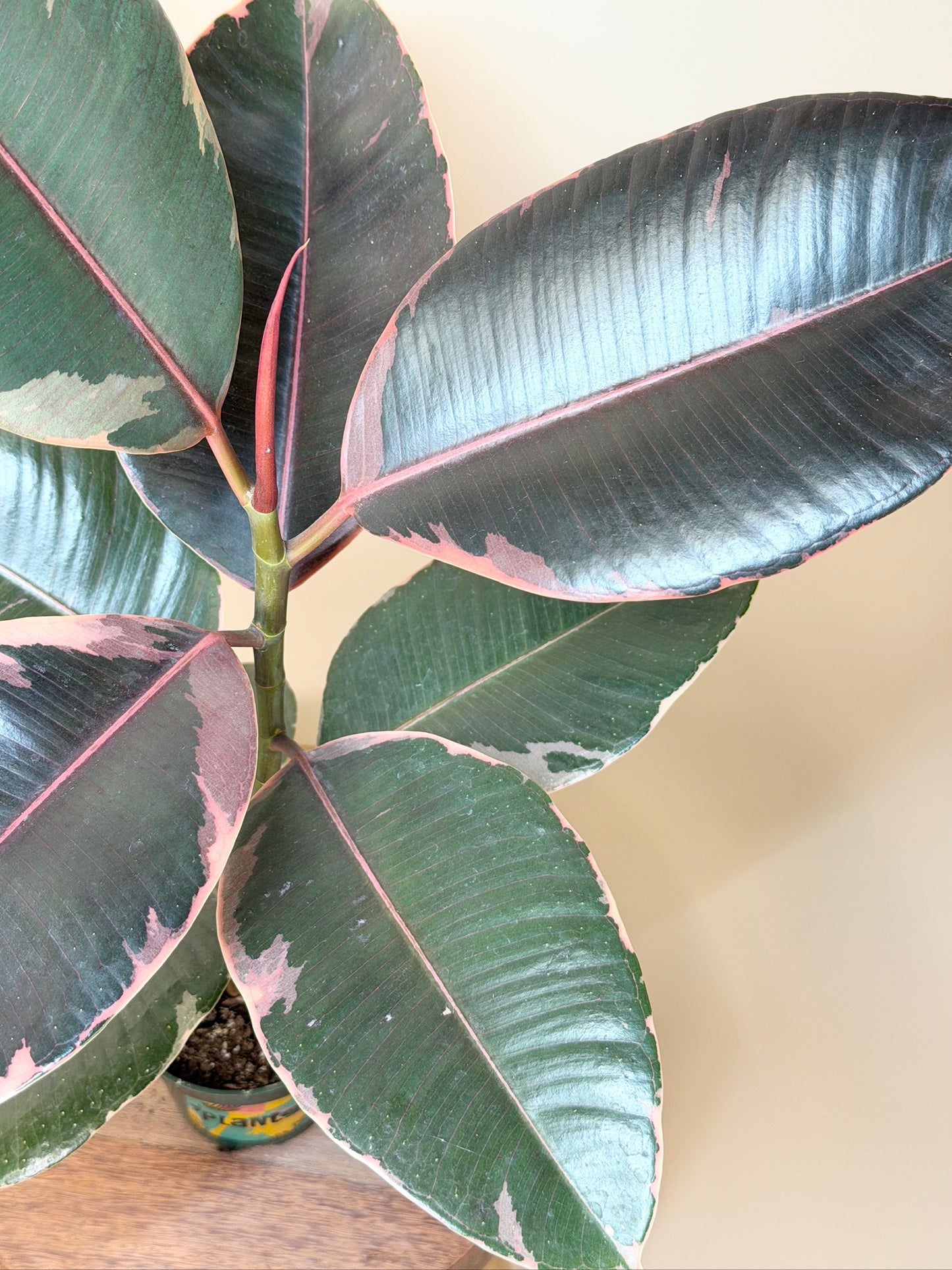 Rubber Tree Ruby 4” Pot