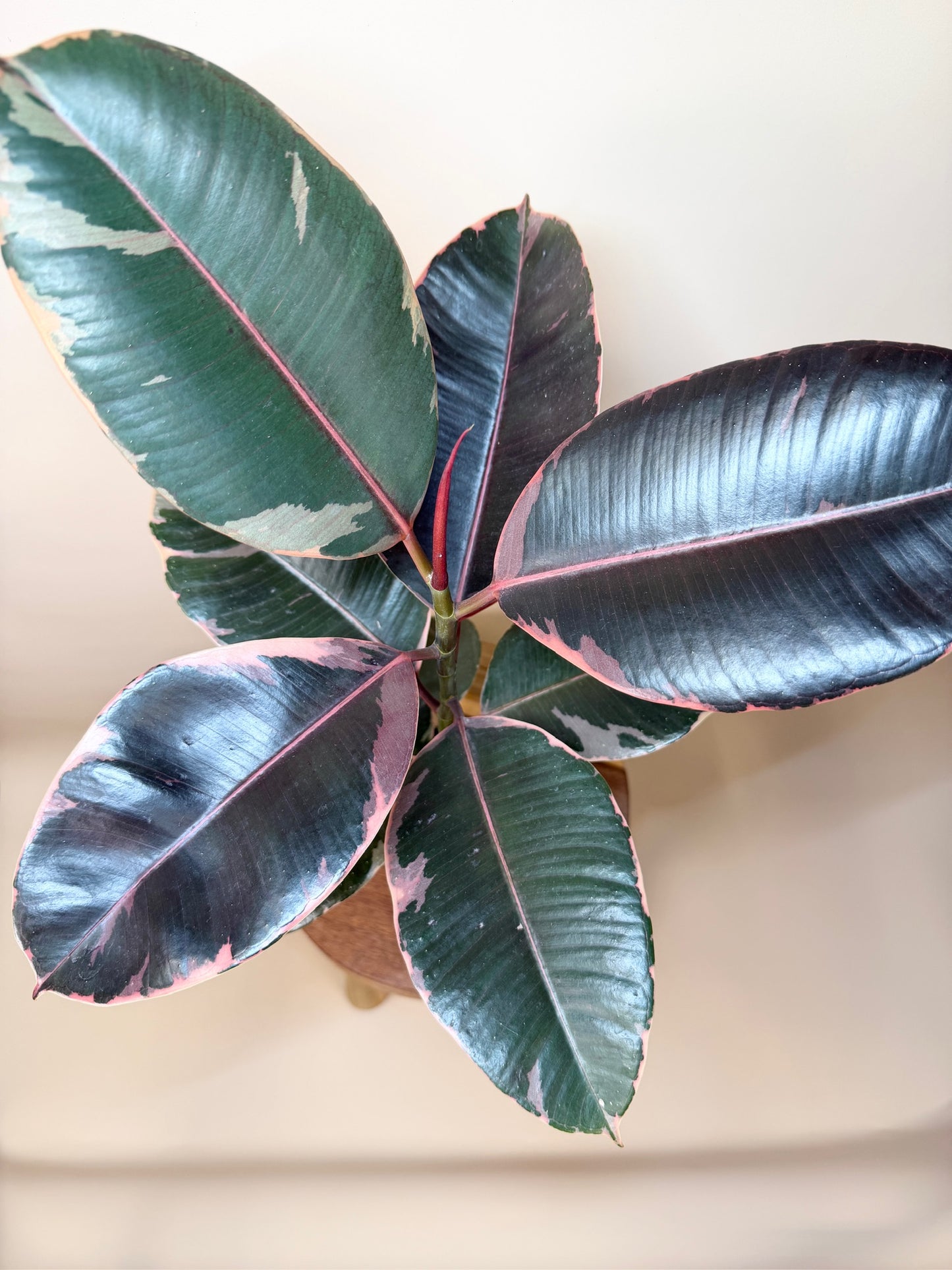 Rubber Tree Ruby 4” Pot