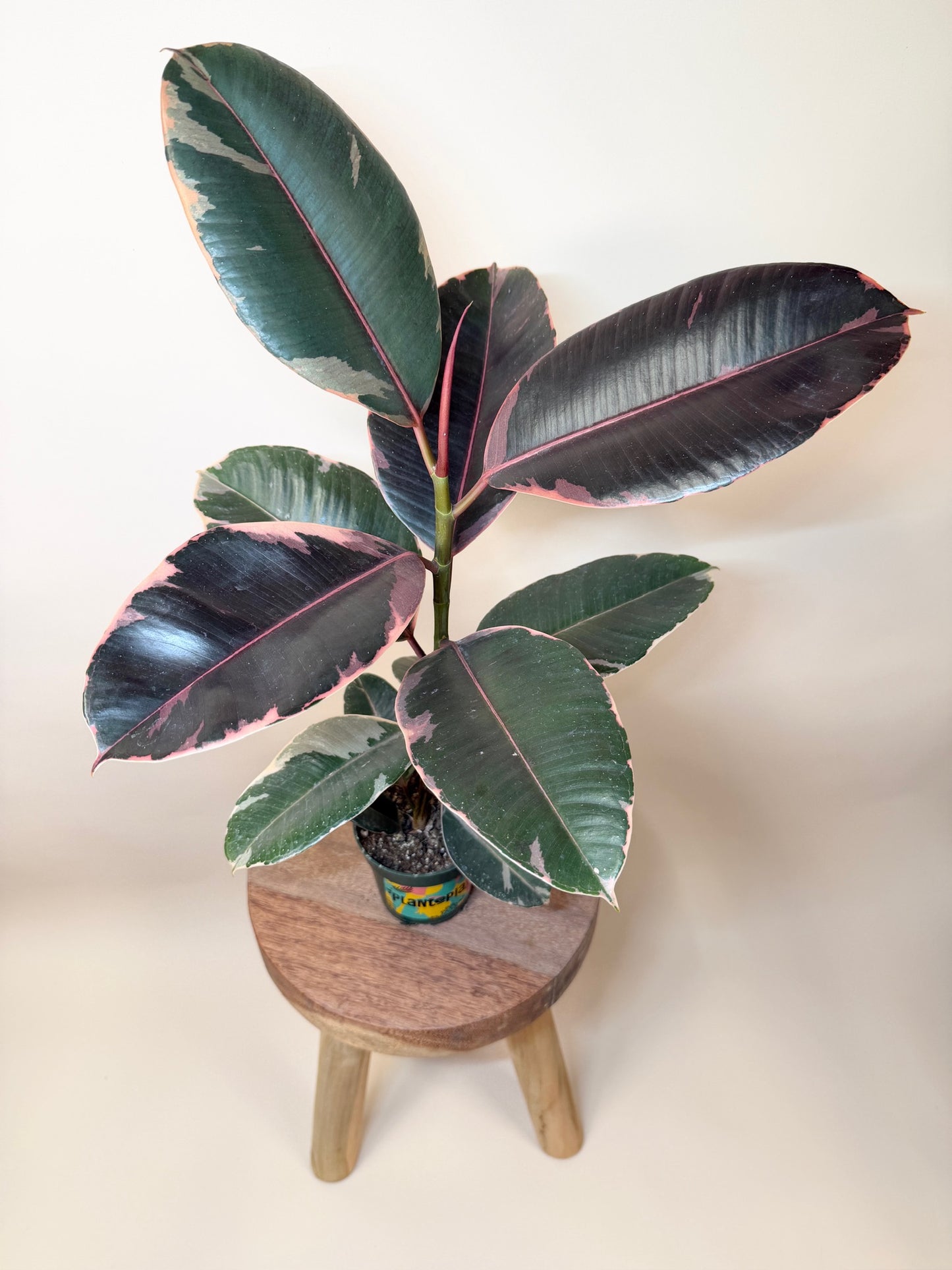 Rubber Tree Ruby 4” Pot