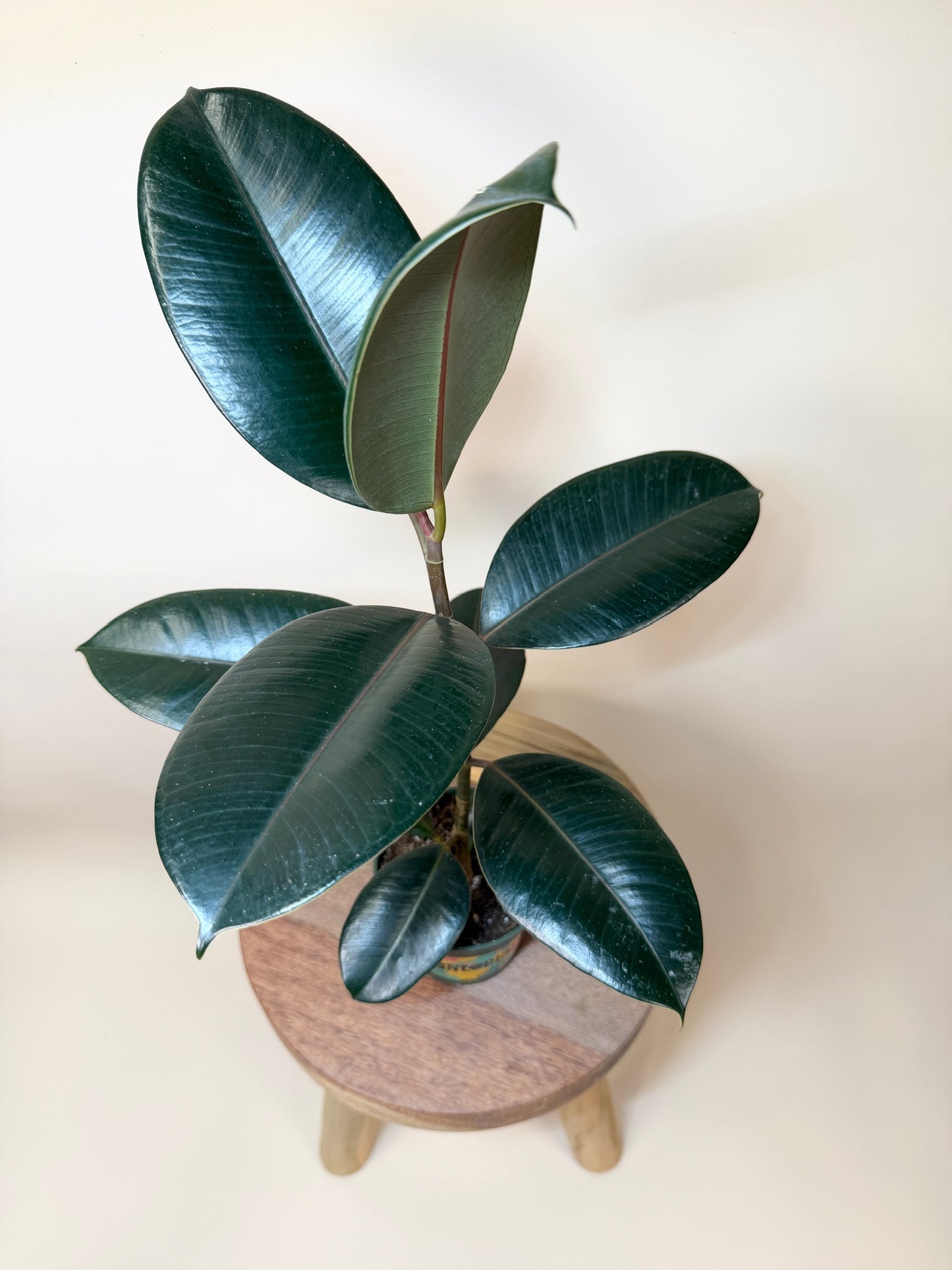 Rubber Tree Burgundy 4” Pot