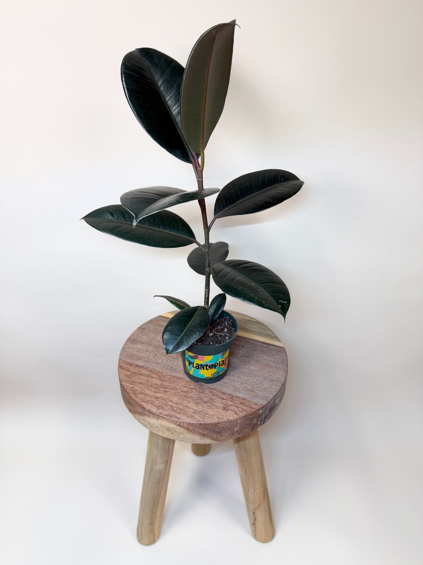 Rubber Tree Burgundy 4” Pot