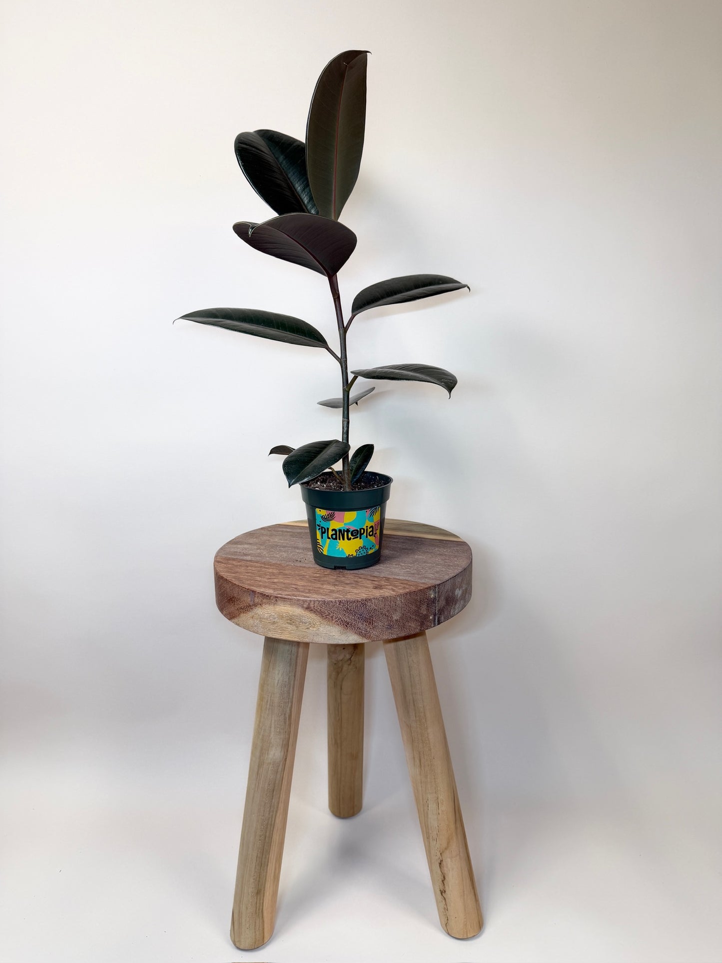 Rubber Tree Burgundy 4” Pot