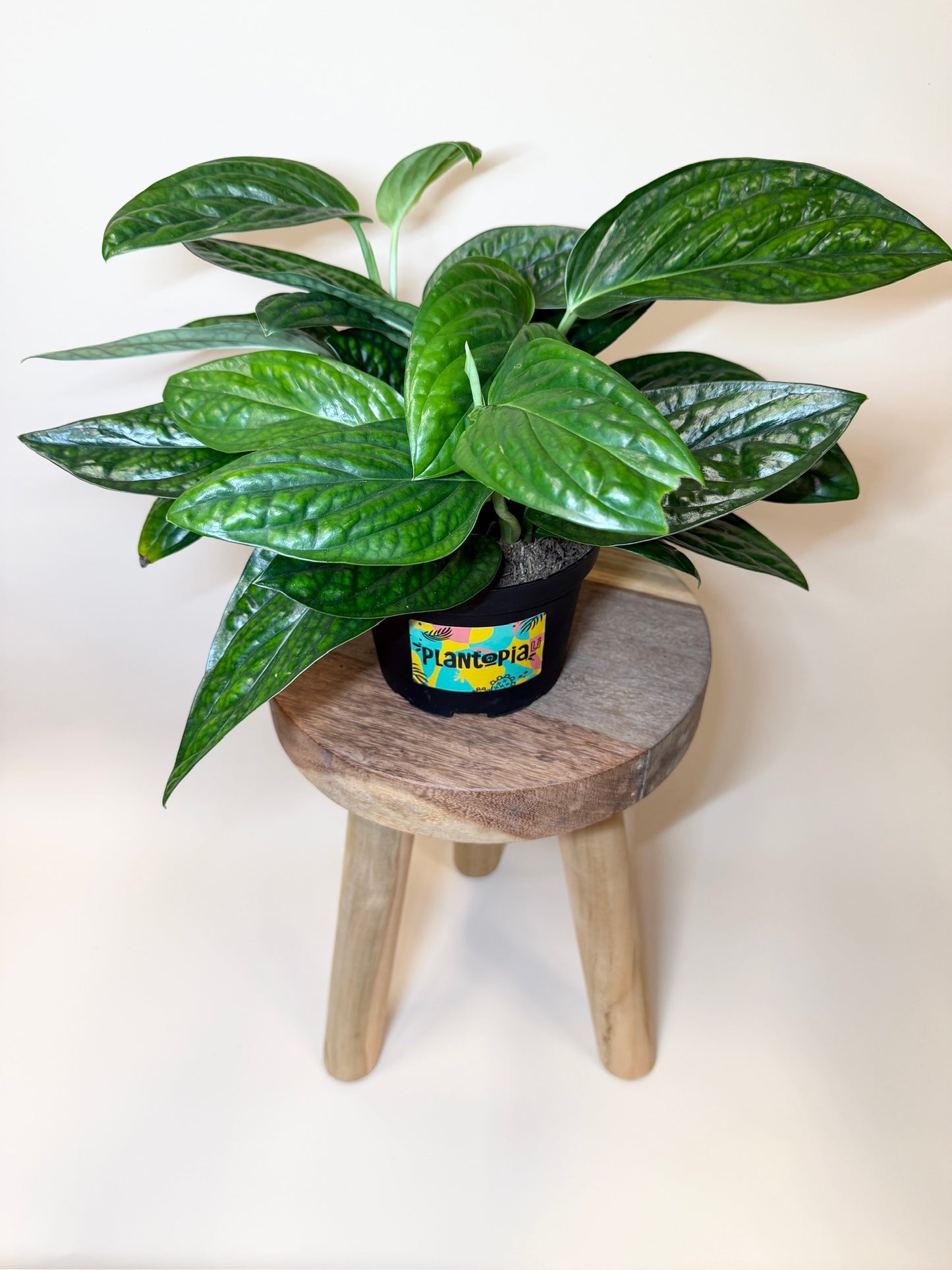 Monstera Peru 6" Pot