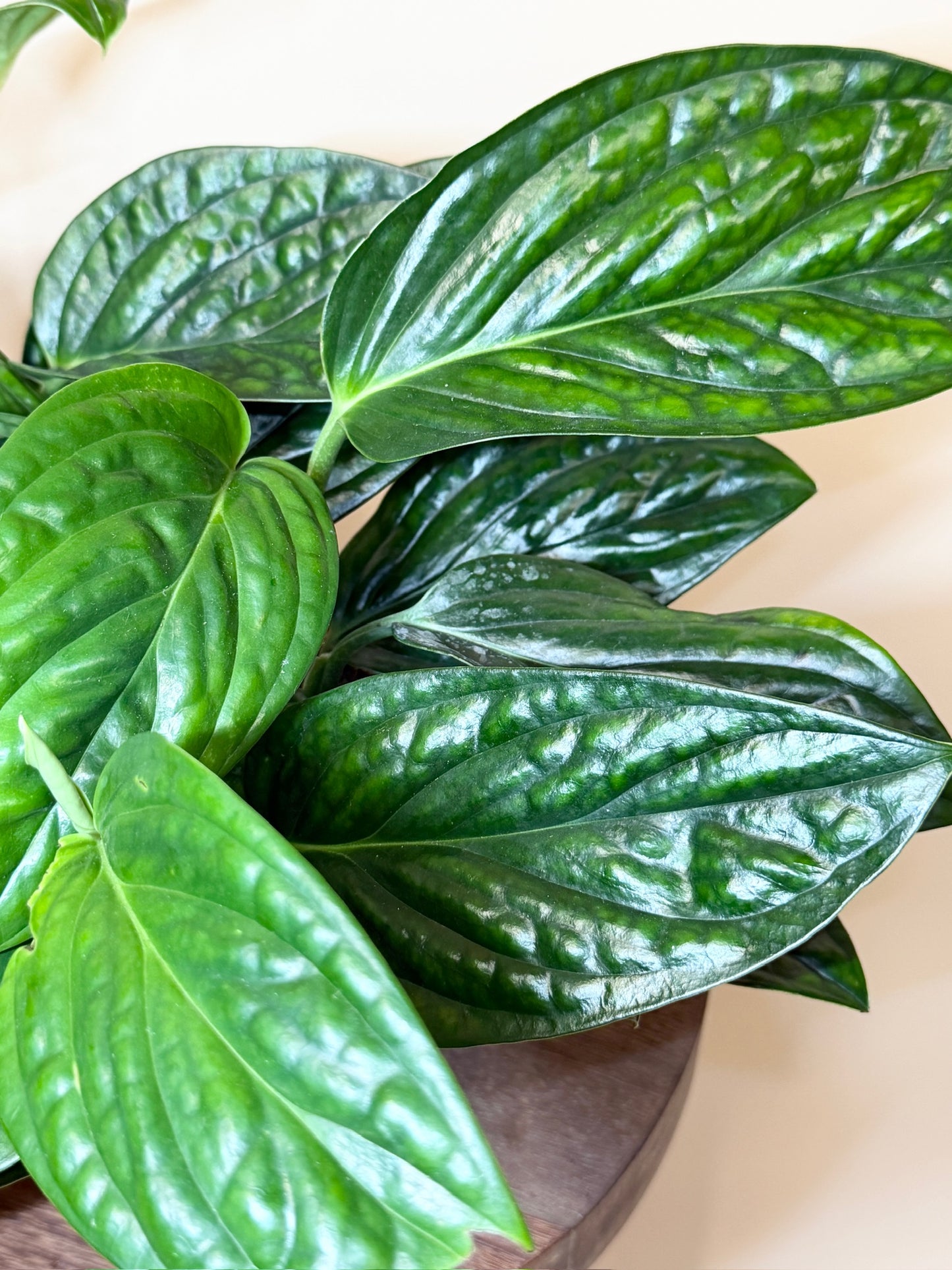 Monstera Peru 6" Pot