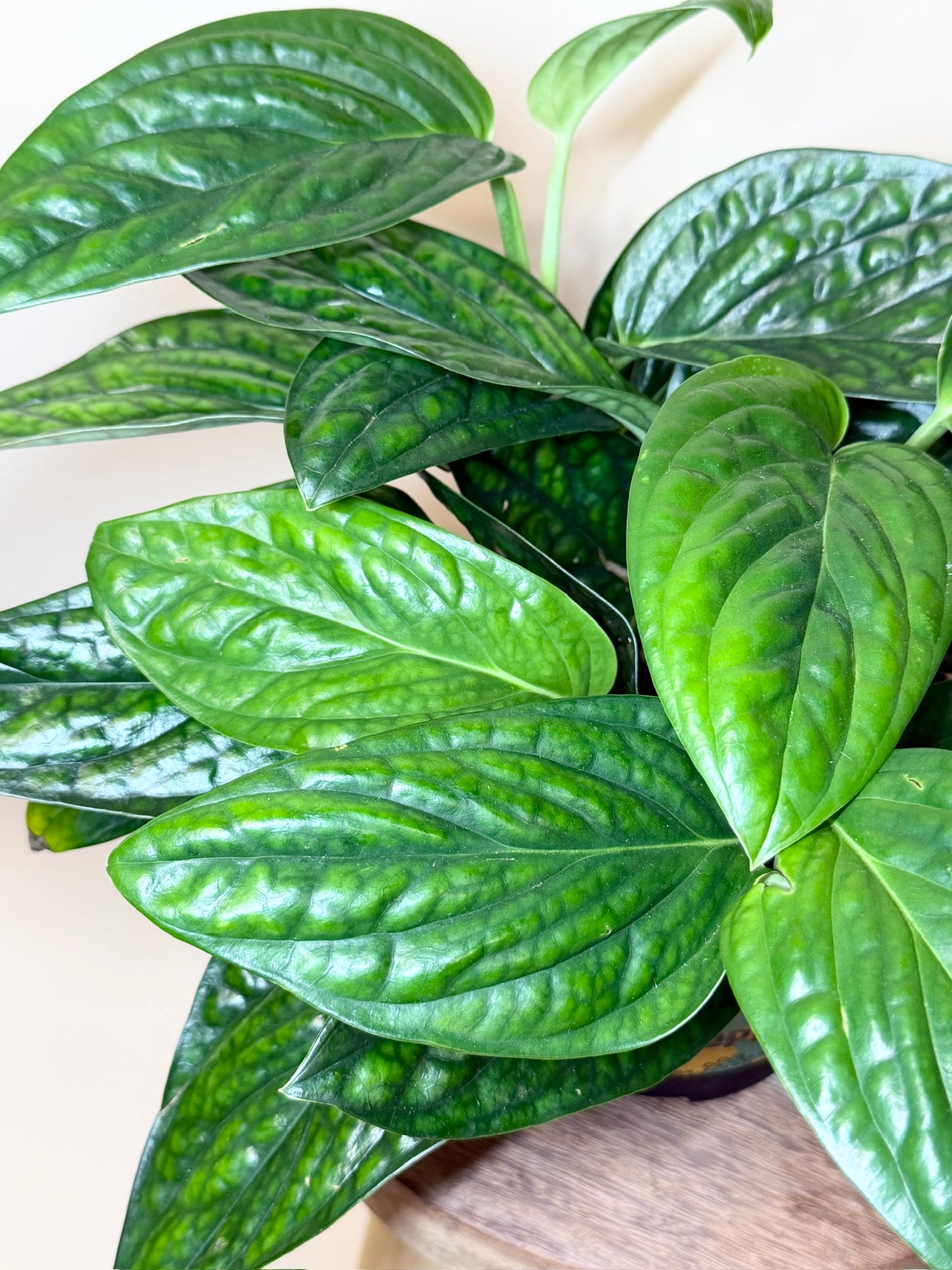 Monstera Peru 6" Pot