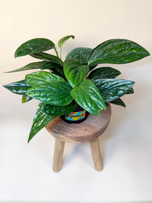 Monstera Peru 6" Pot