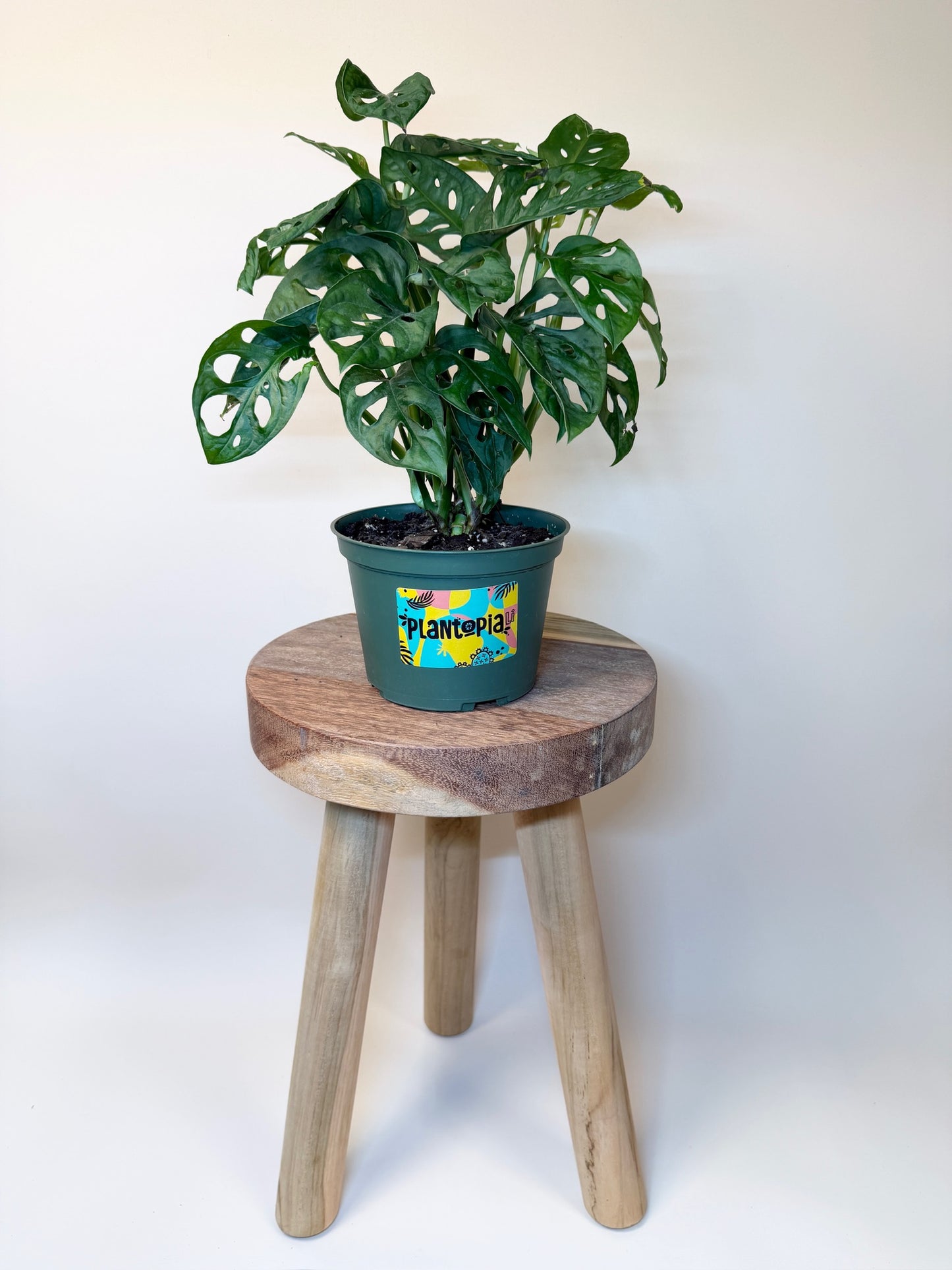 Monstera Adansonii 6" Pot