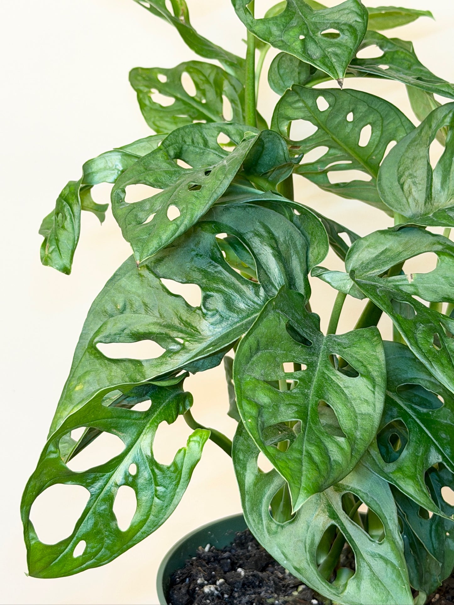 Monstera Adansonii 6" Pot