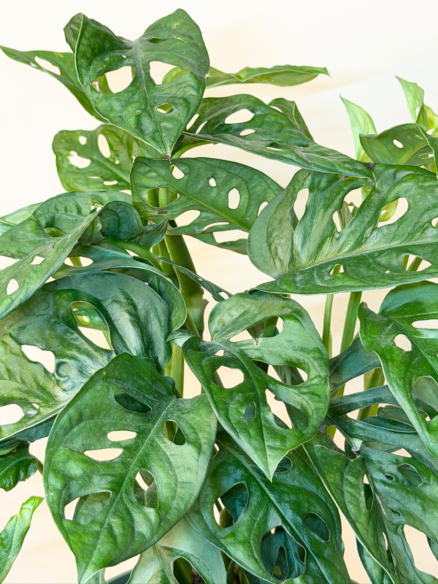 Monstera Adansonii 6" Pot
