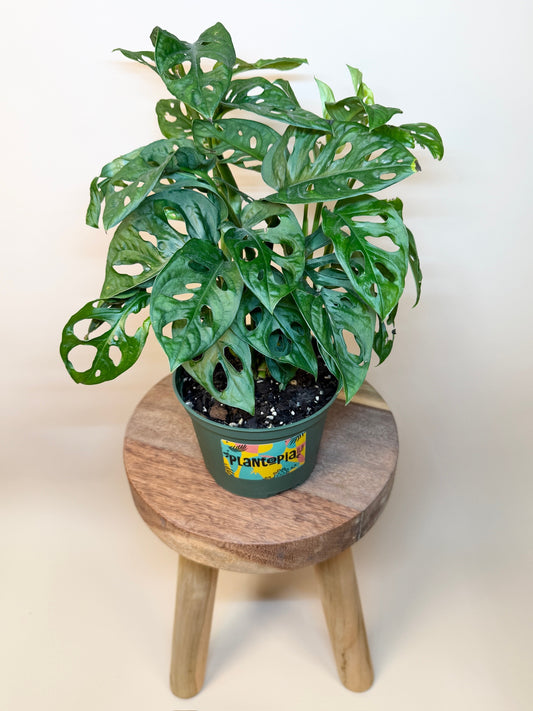 Monstera Adansonii 6" Pot
