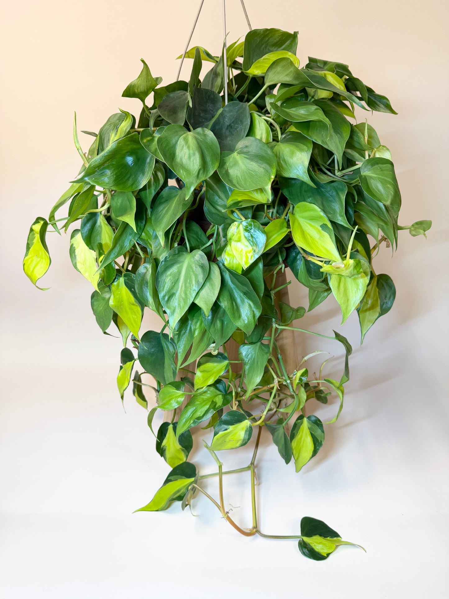 Philodendron Brasil 8" Pot