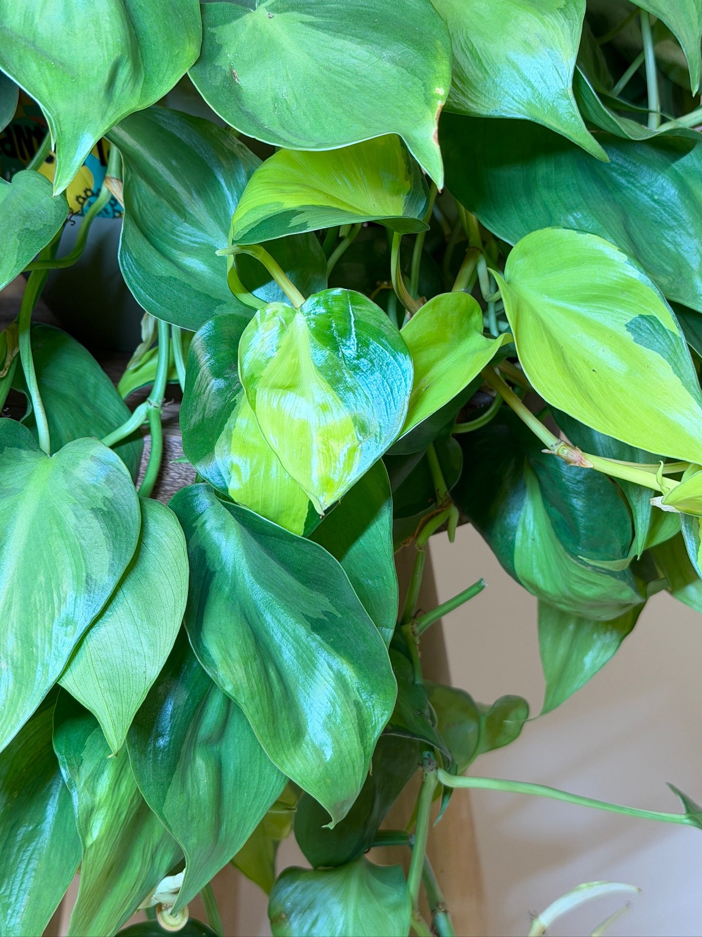 Philodendron Brasil 8" Pot