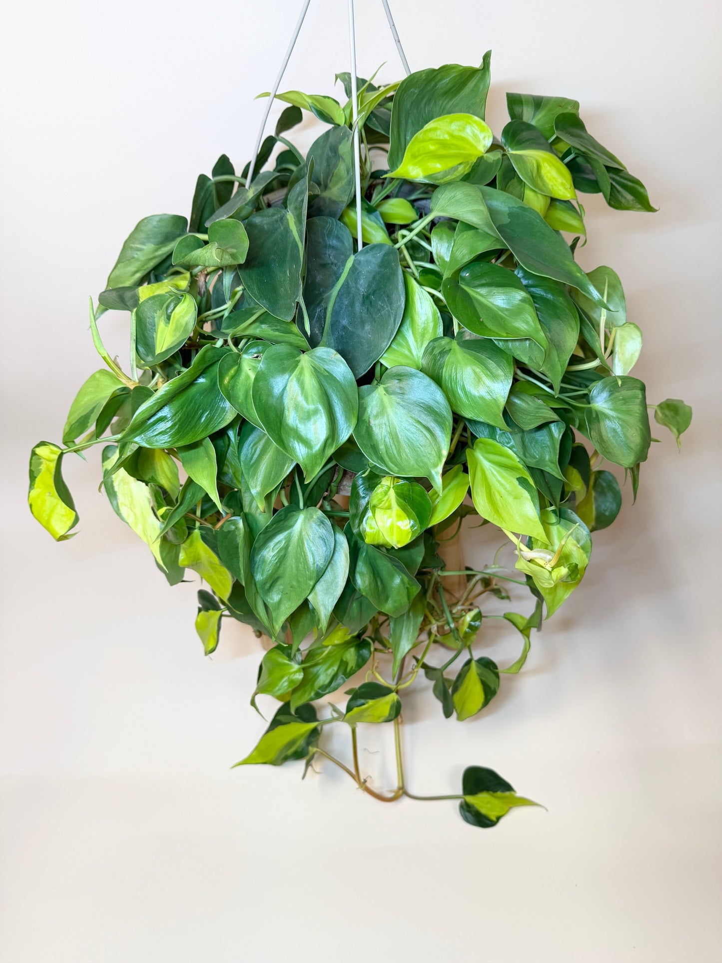 Philodendron Brasil 8" Pot