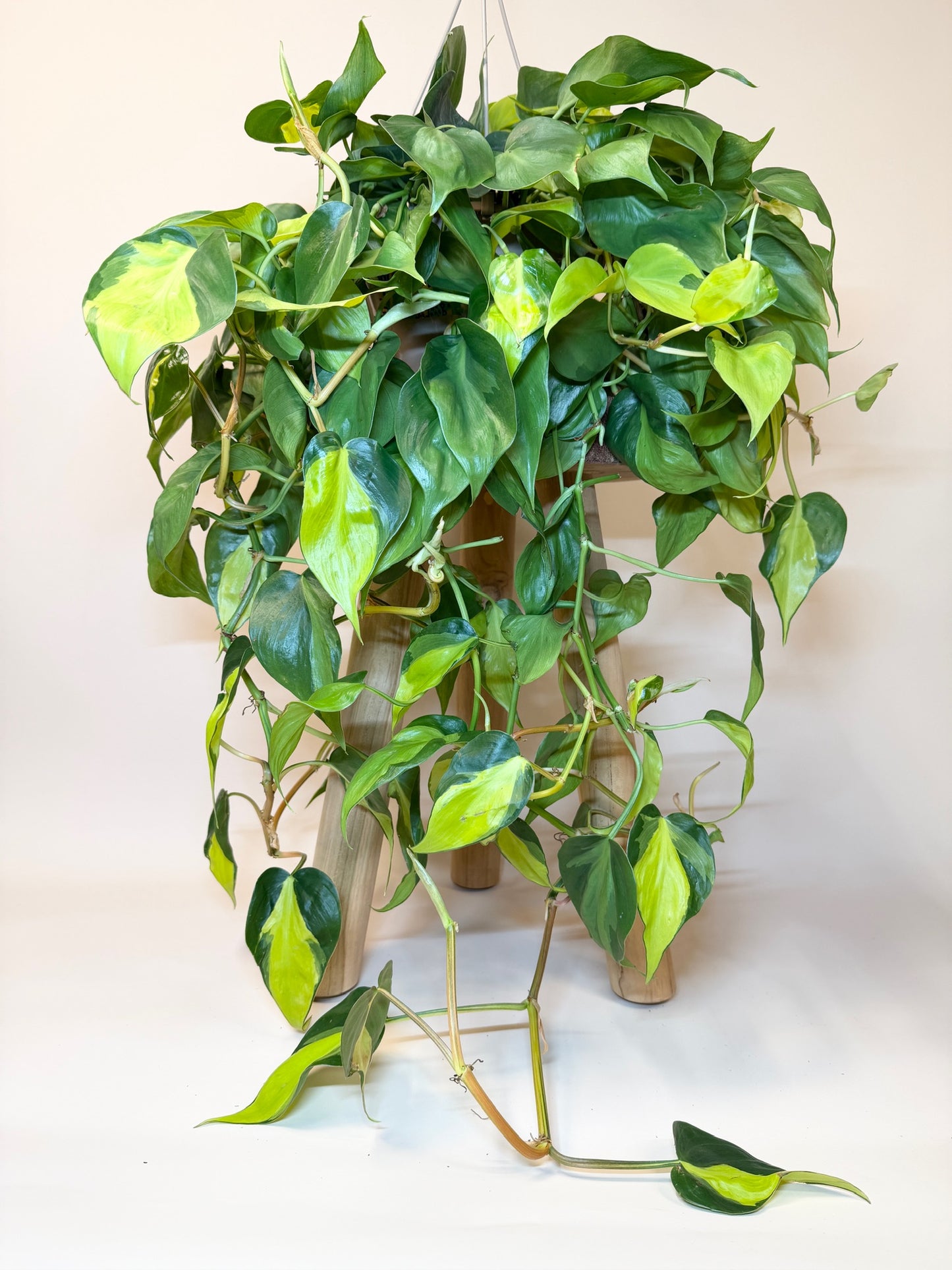Philodendron Brasil 8" Pot