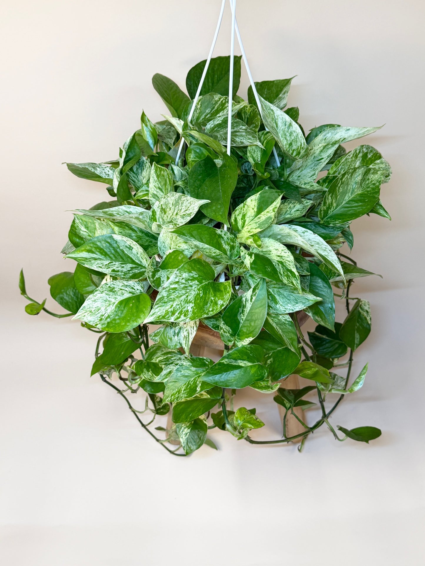 Pothos Queen Marble 8" Pot