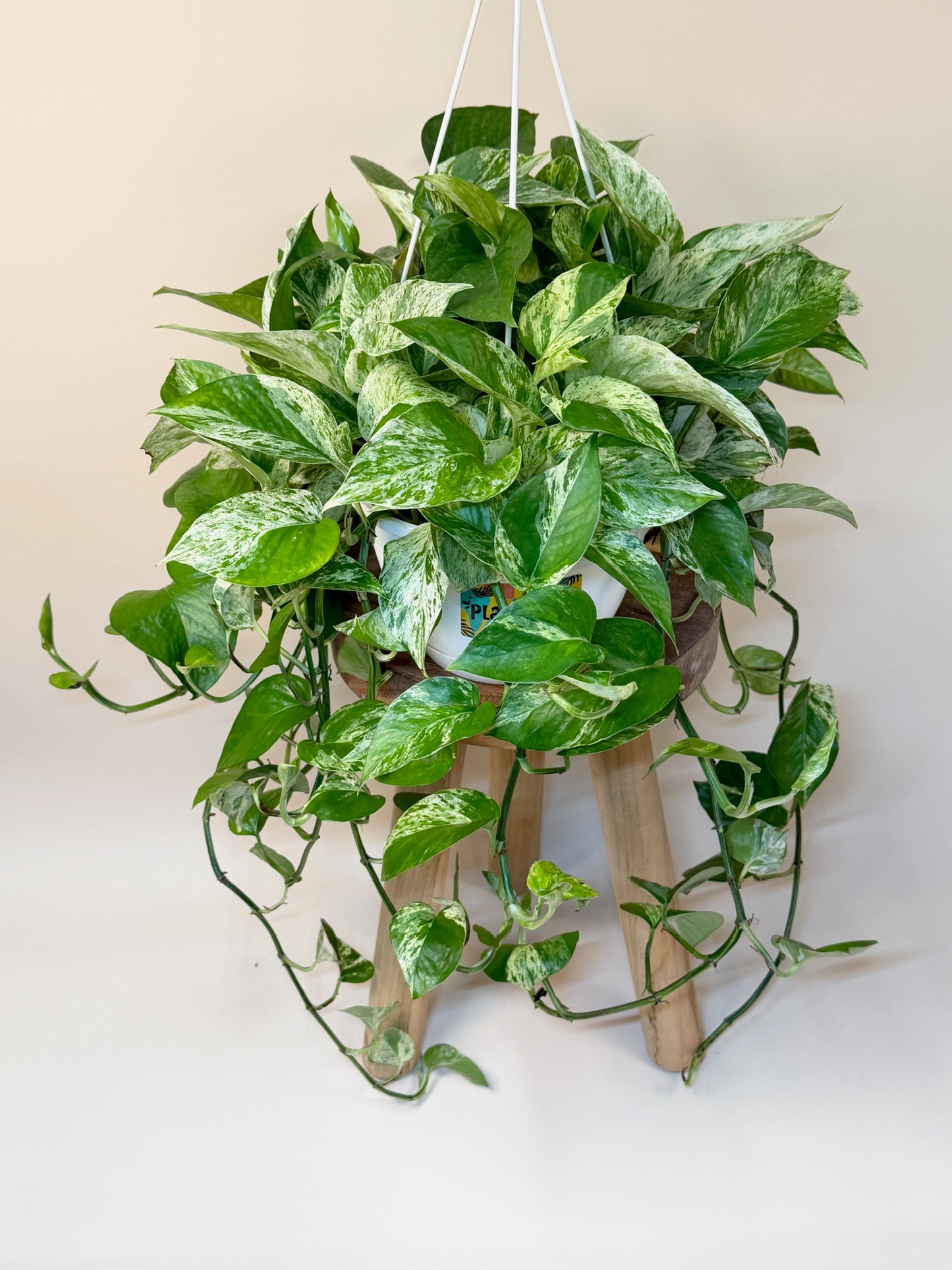 Pothos Queen Marble 8" Pot