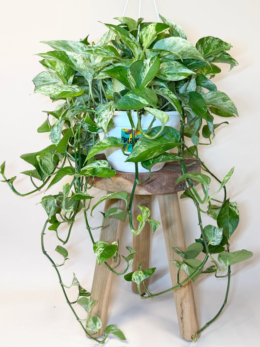 Pothos Queen Marble 8" Pot