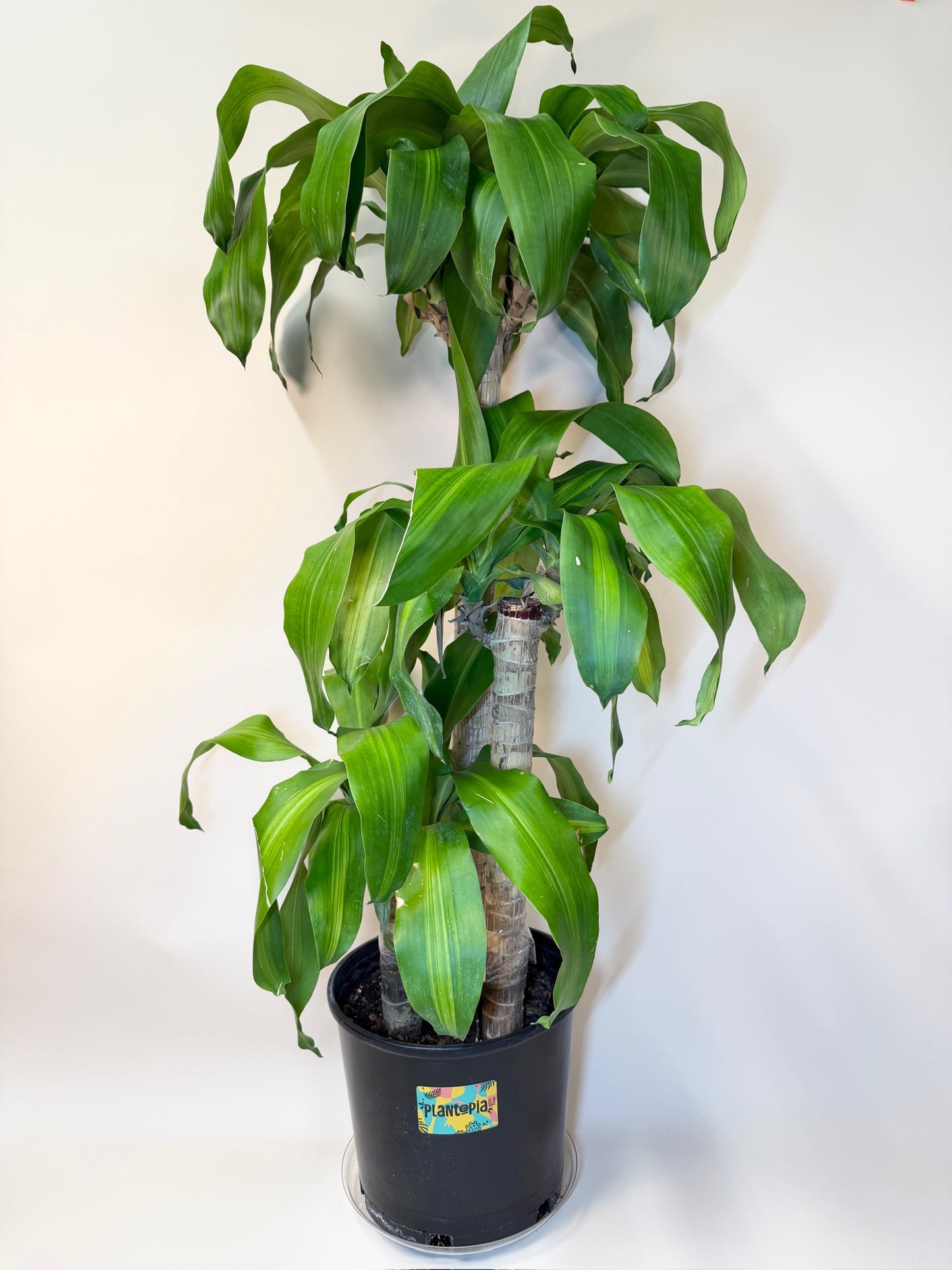 Dracaena Corn Cane 10" Pot