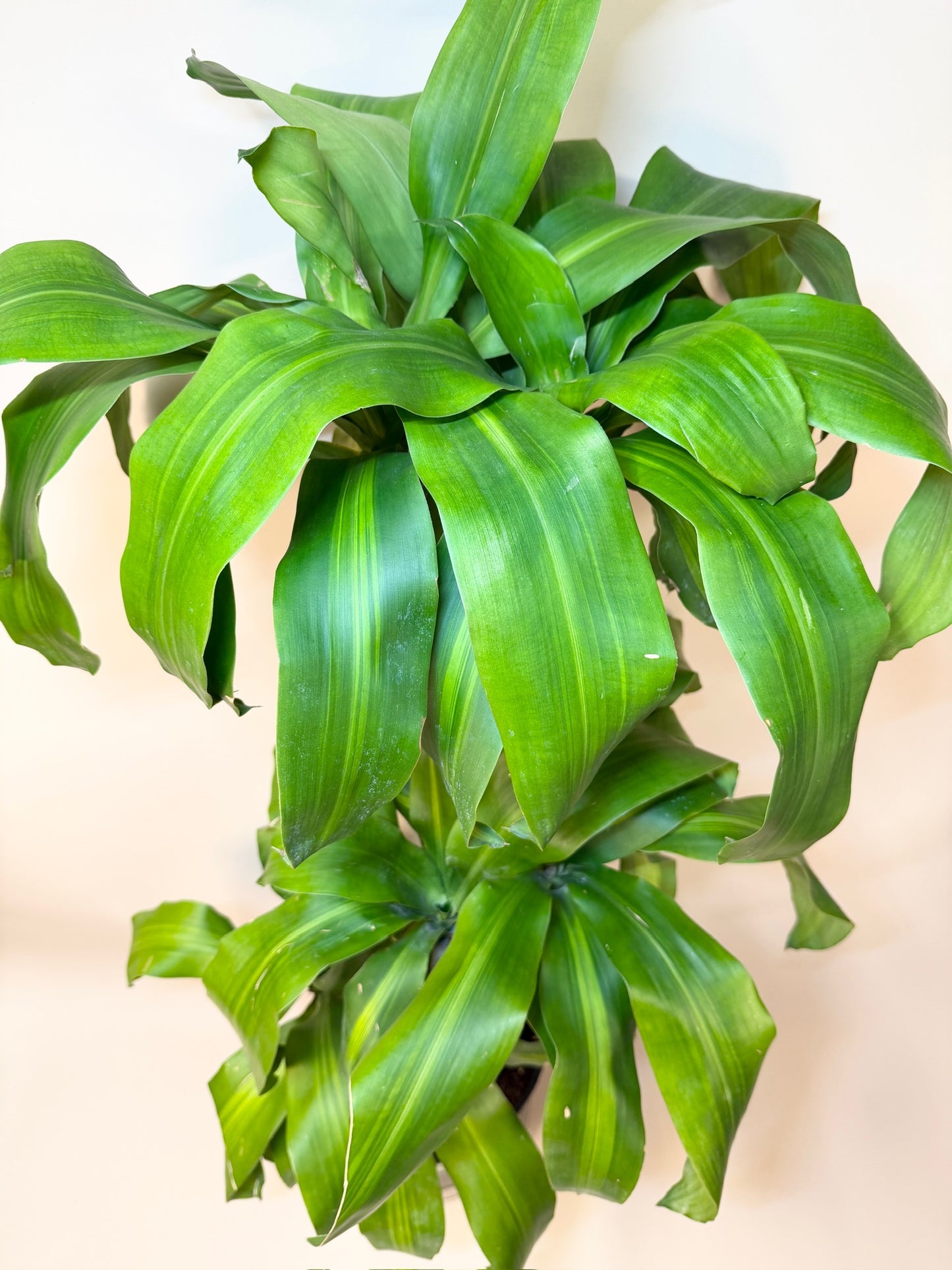 Dracaena Corn Cane 10" Pot