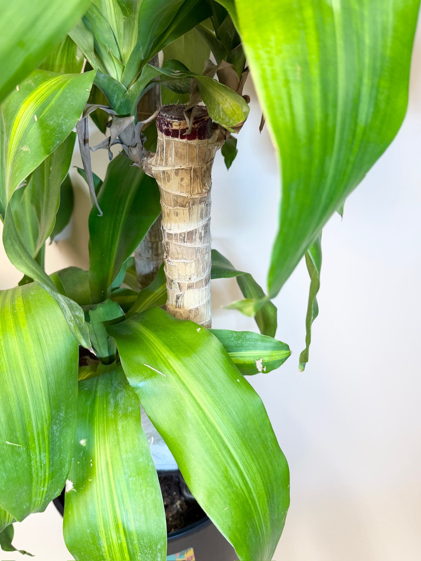 Dracaena Corn Cane 10" Pot