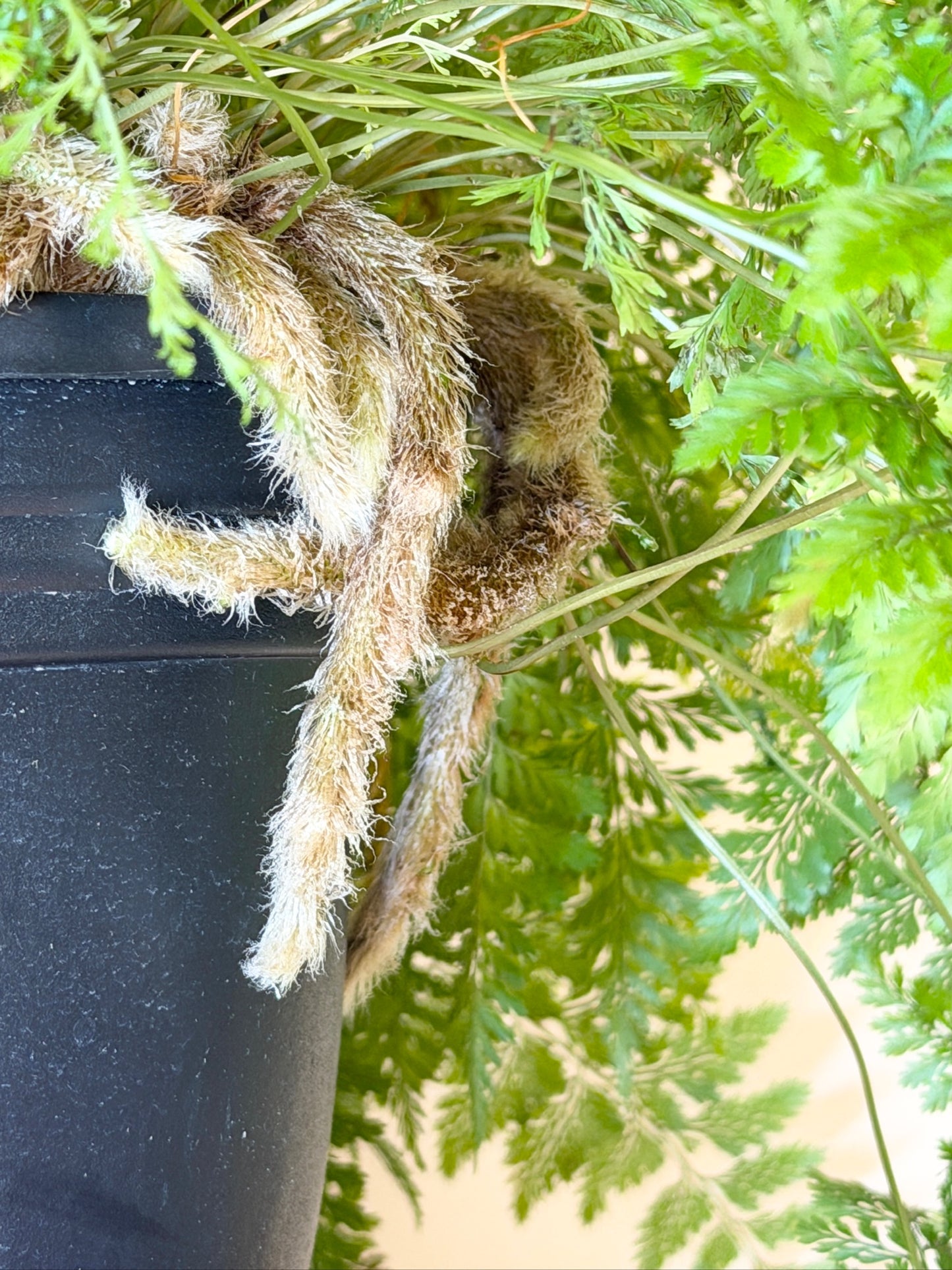 Fern Rabbit Foot 8" Pot