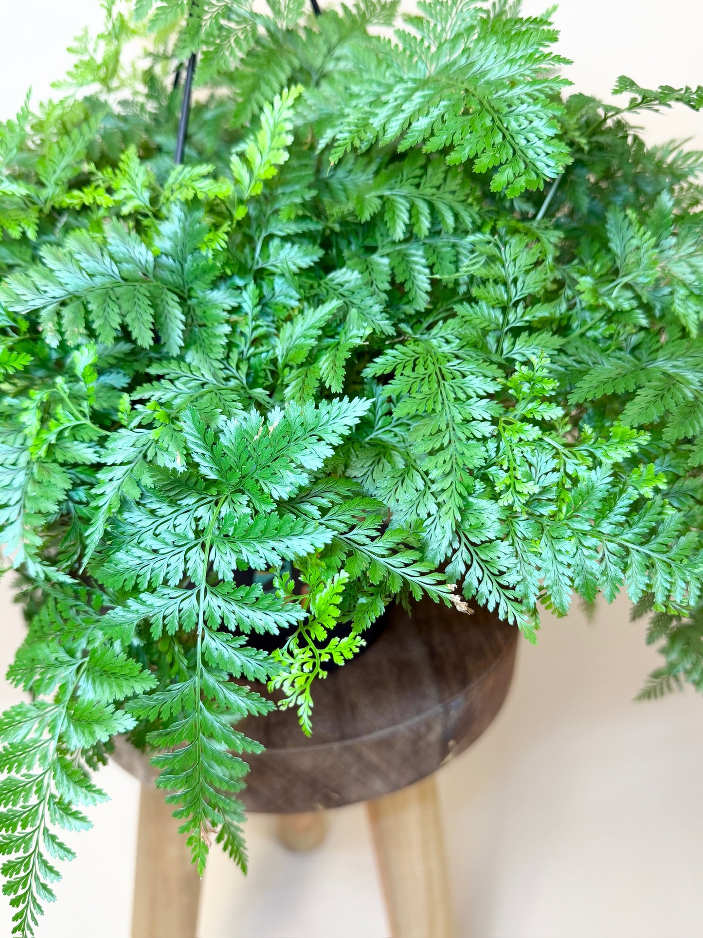 Fern Rabbit Foot 8" Pot