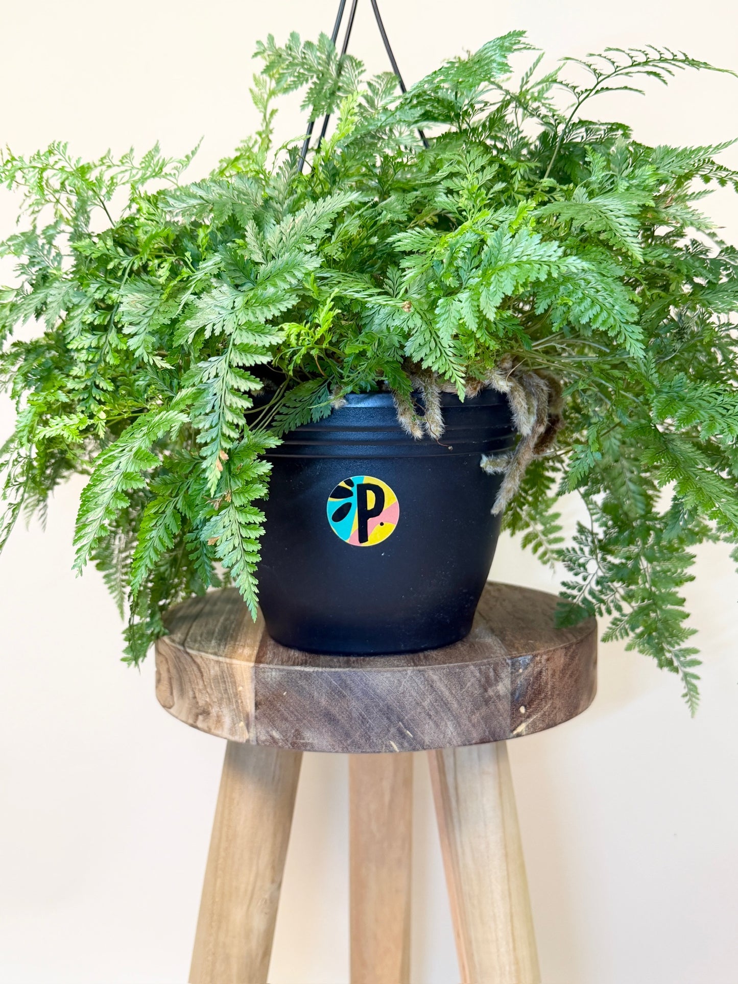 Fern Rabbit Foot 8" Pot