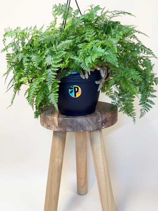 Fern Rabbit Foot 8" Pot