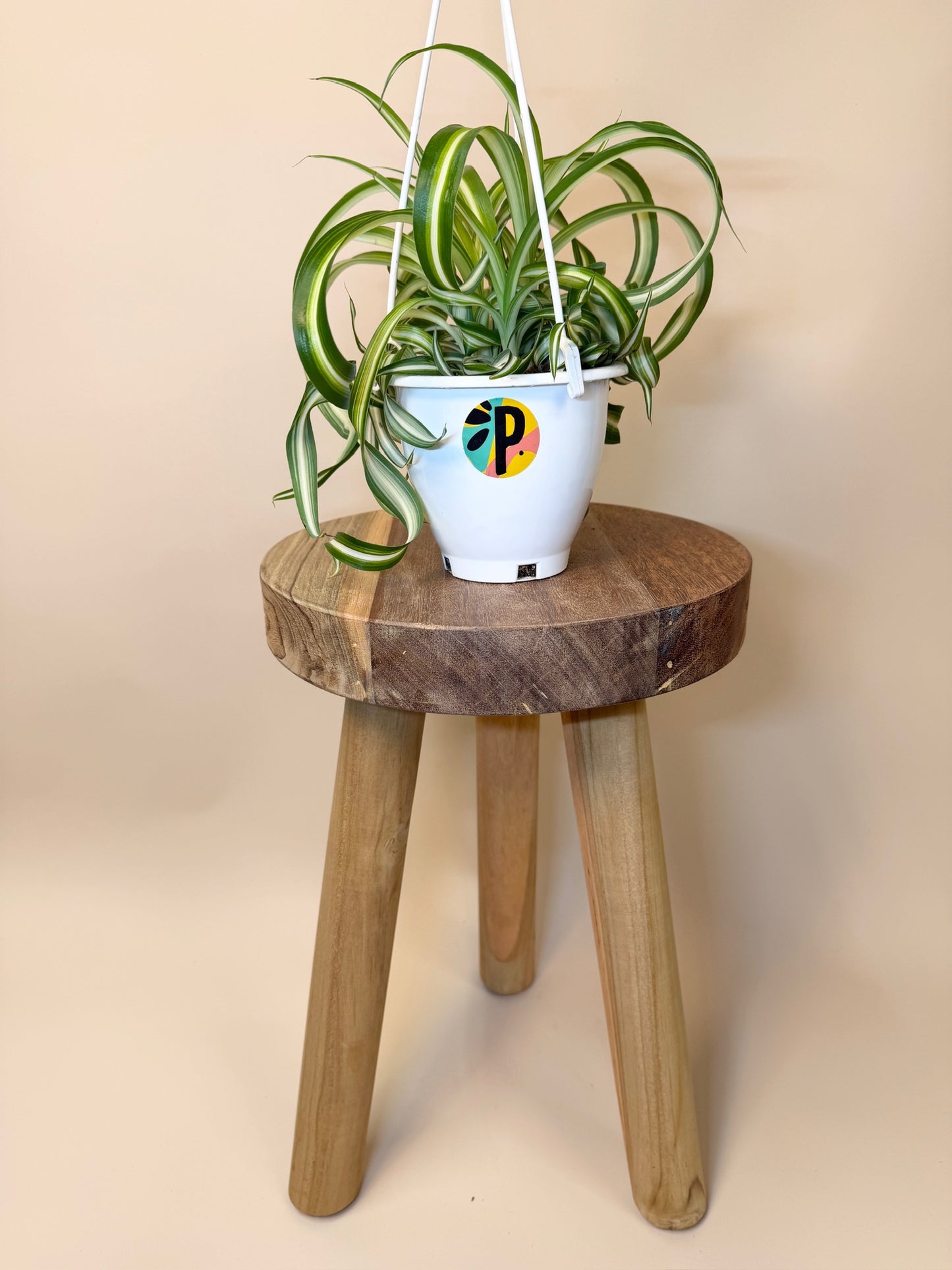 Spider Bonnie 4.5" Pot