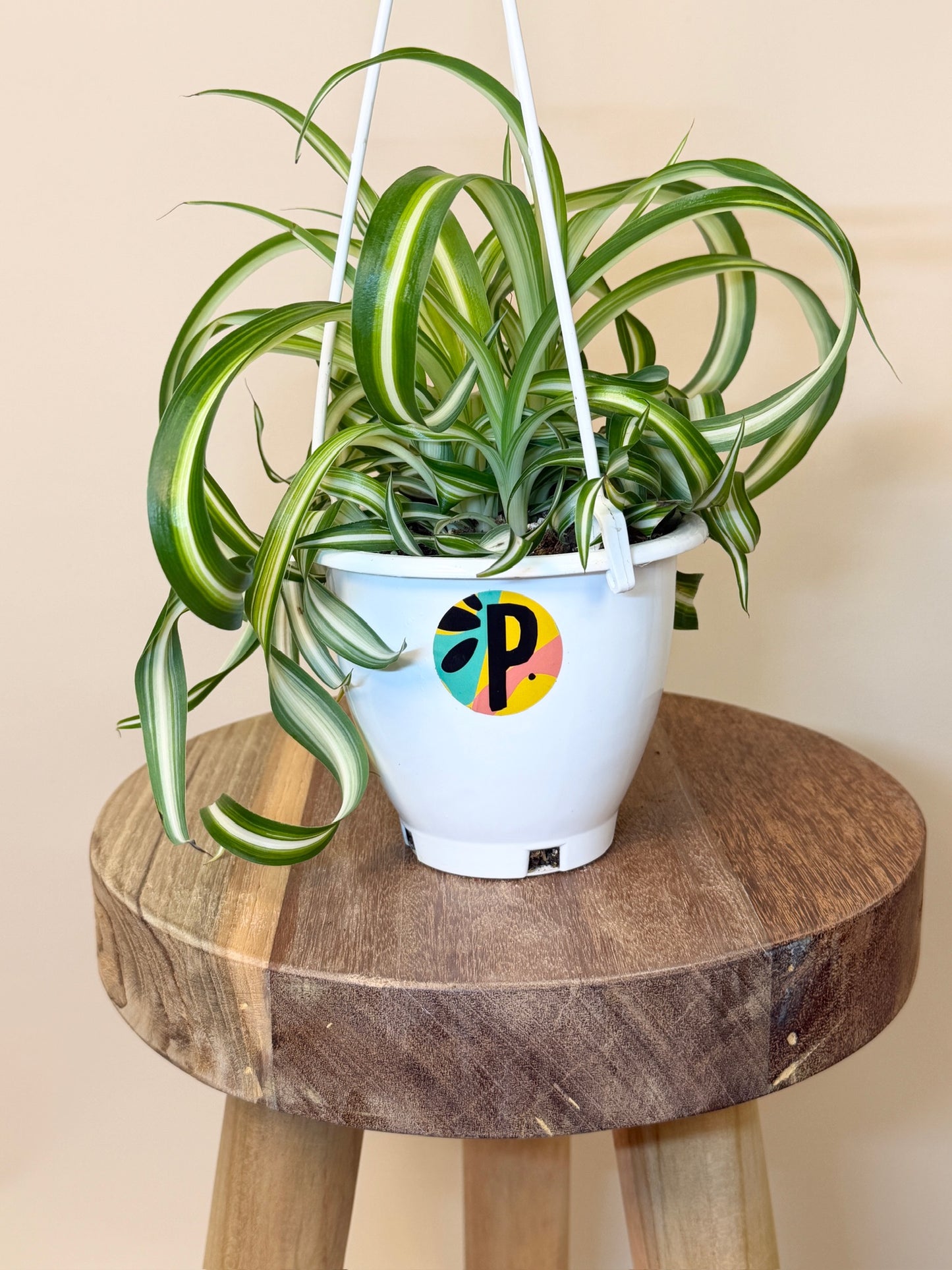 Spider Bonnie 4.5" Pot