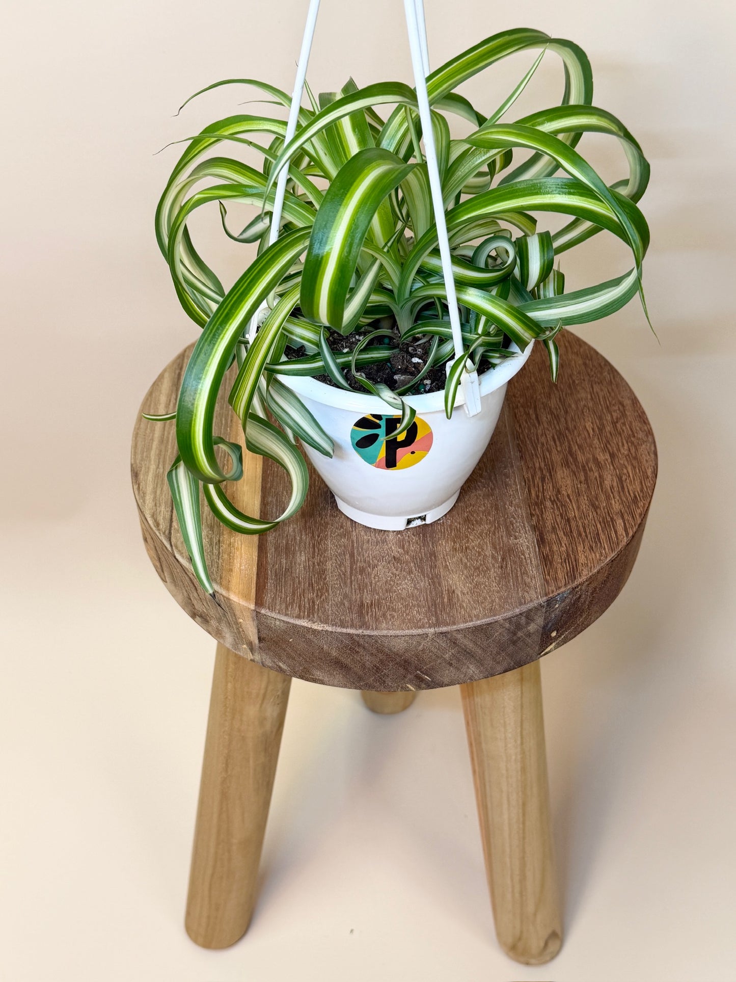 Spider Bonnie 4.5" Pot