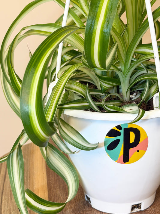 Spider Bonnie 4.5" Pot