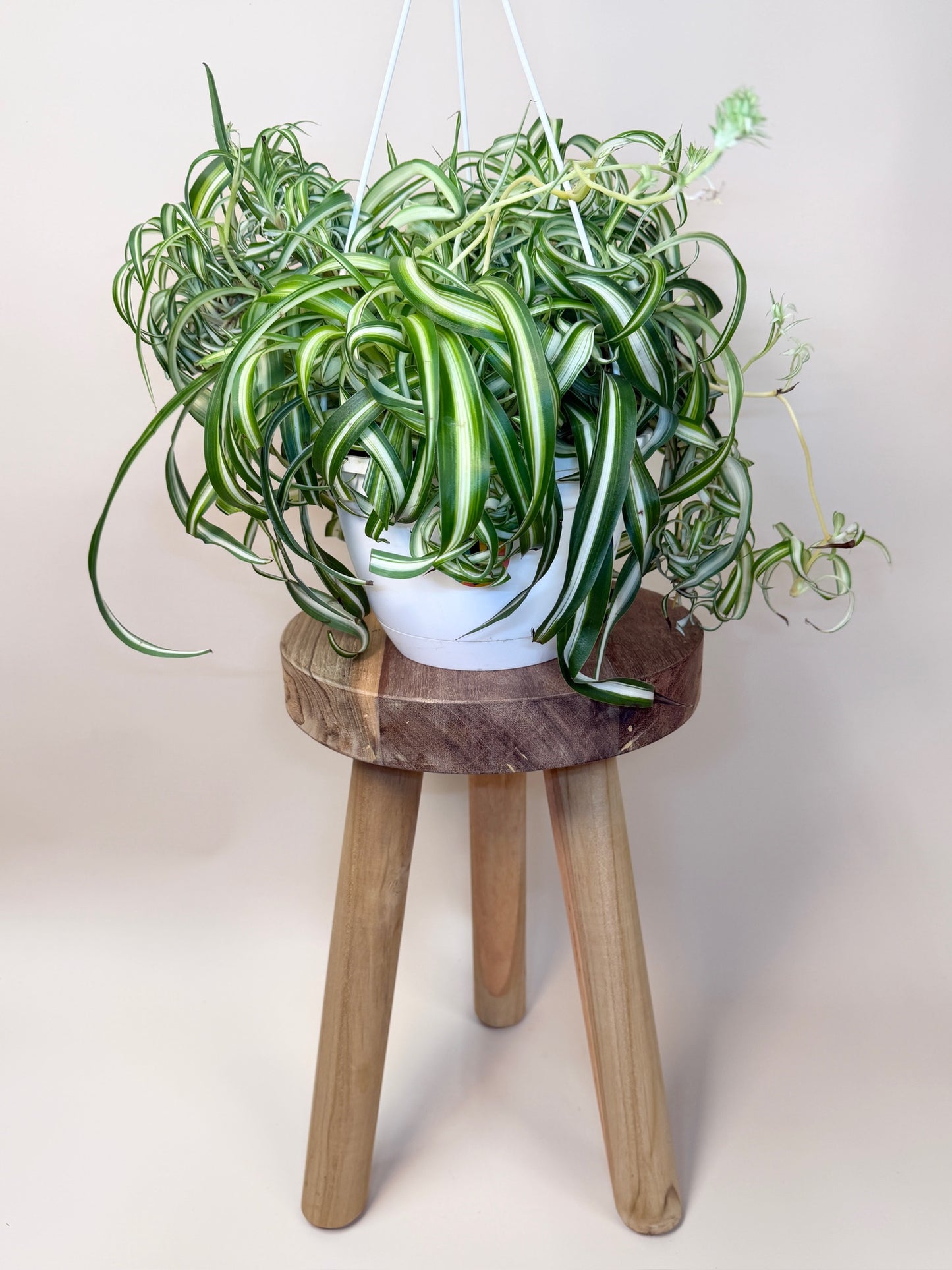 Spider Bonnie 8" Pot