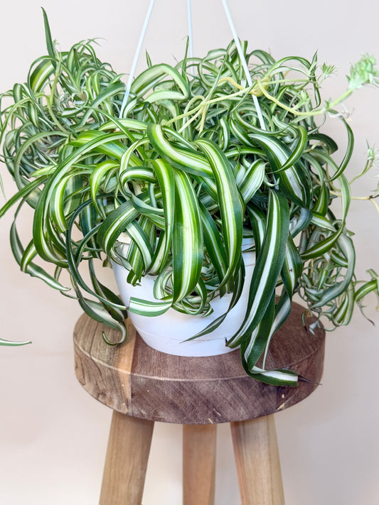 Spider Bonnie 8" Pot