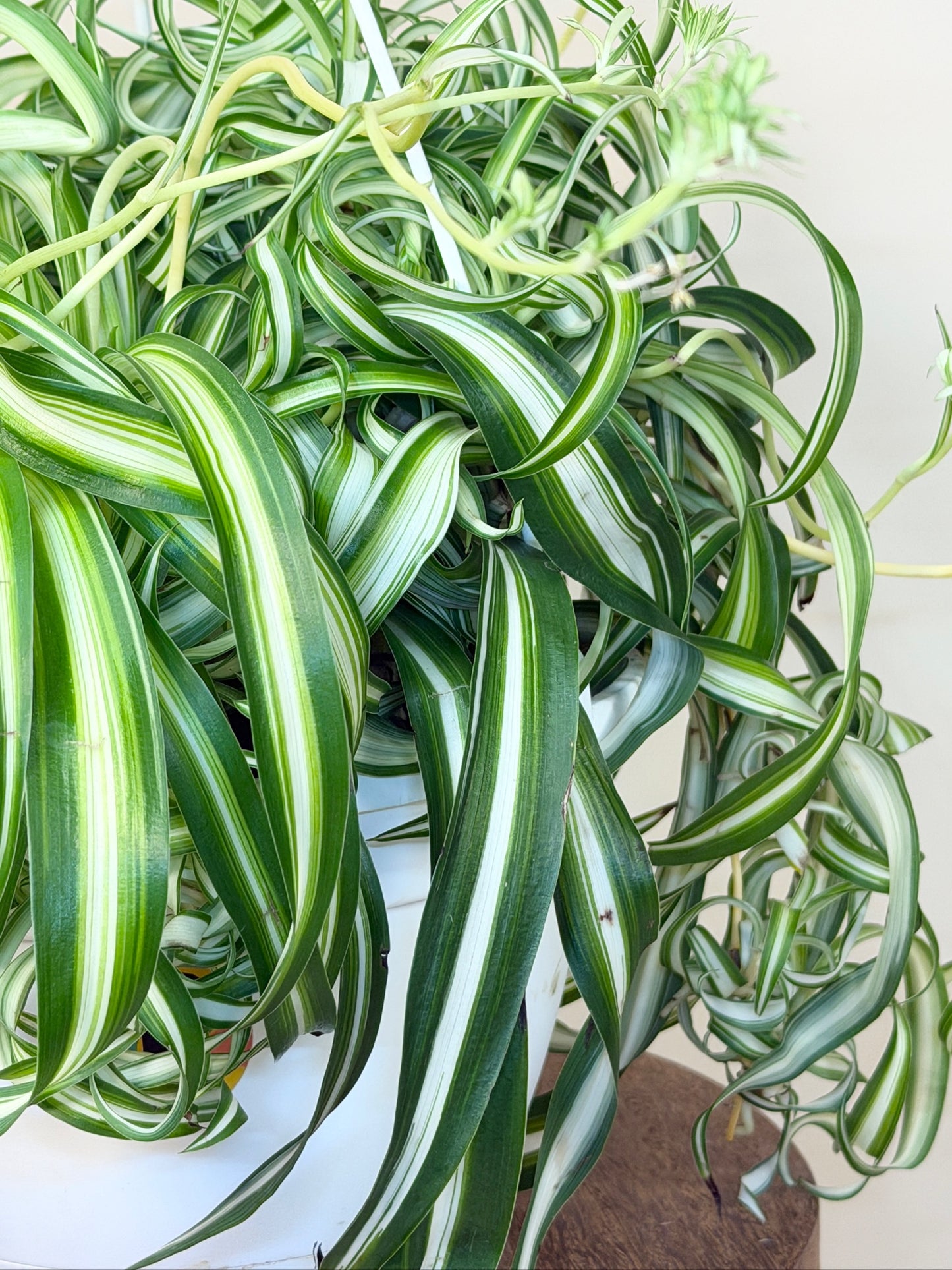 Spider Bonnie 8" Pot