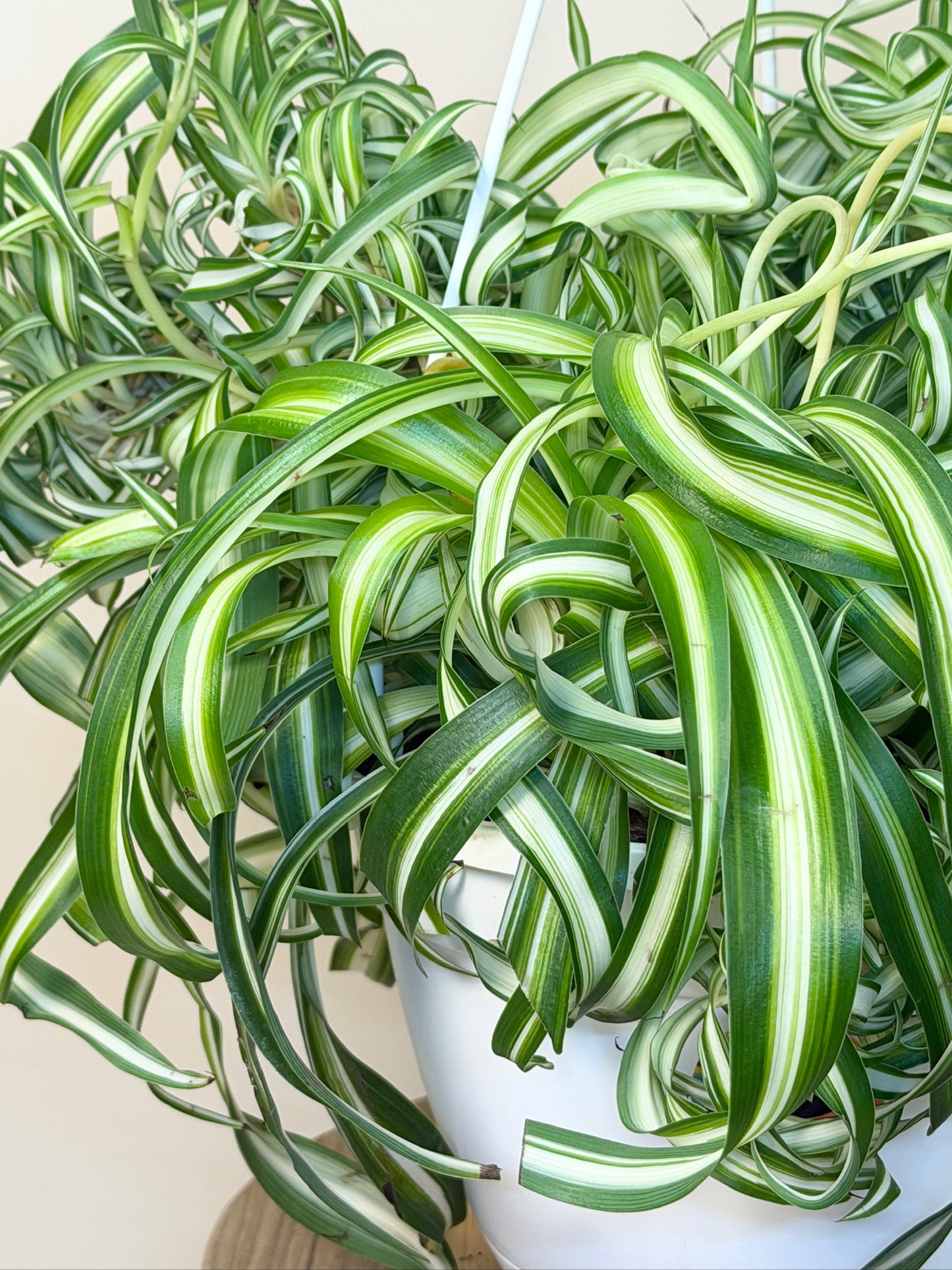 Spider Bonnie 8" Pot