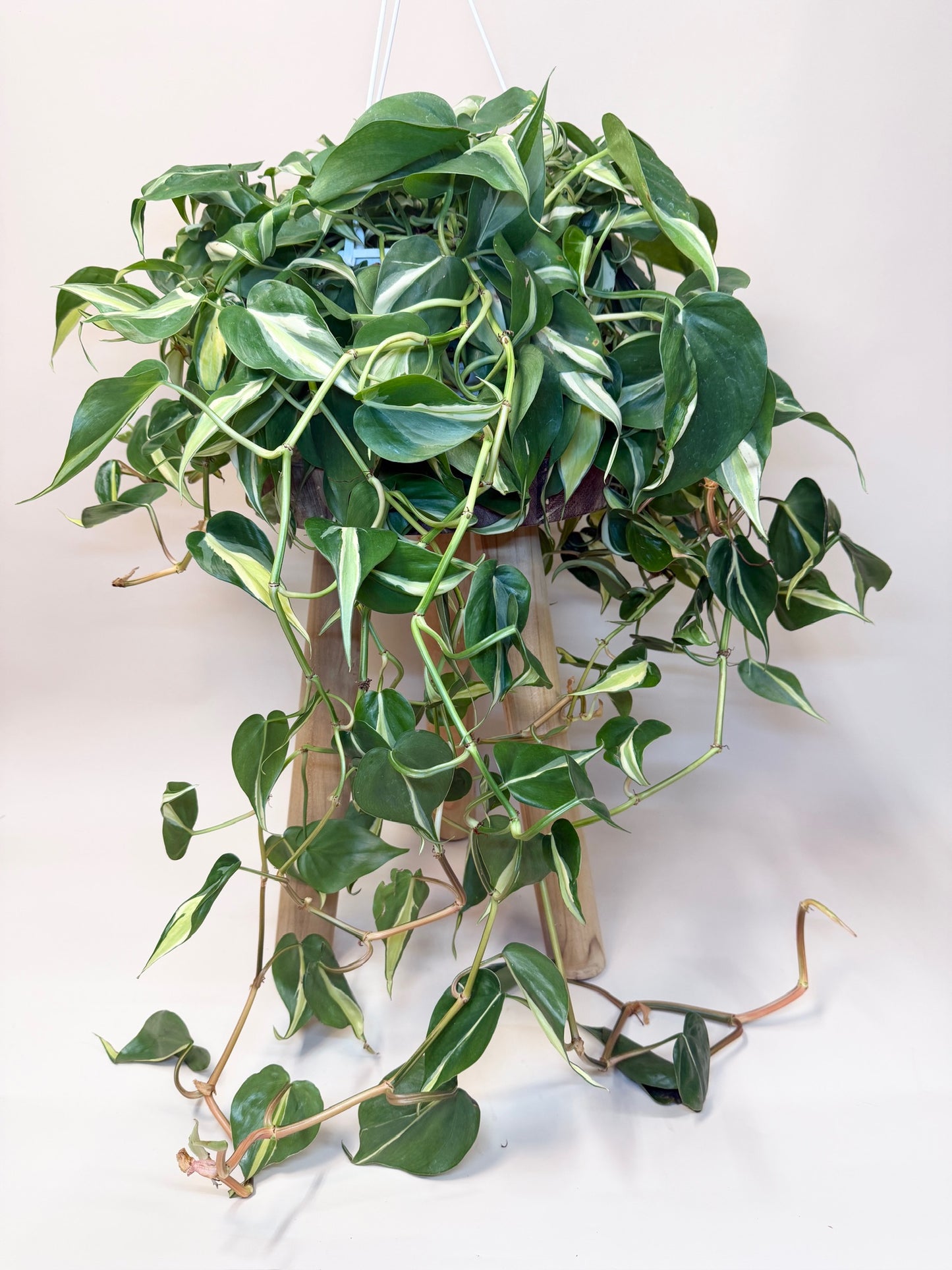 Philodendron Silver Stripe 8" Pot