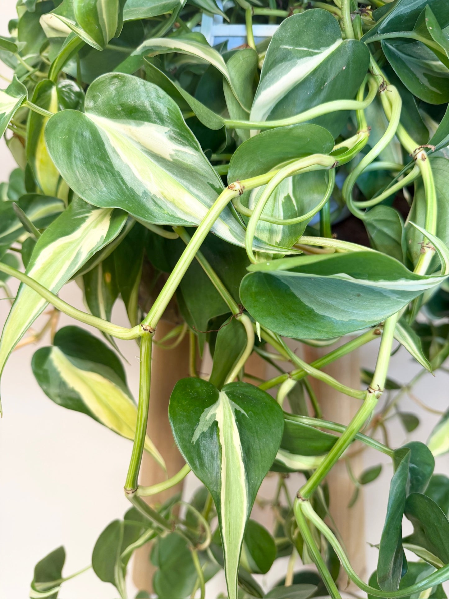 Philodendron Silver Stripe 8" Pot