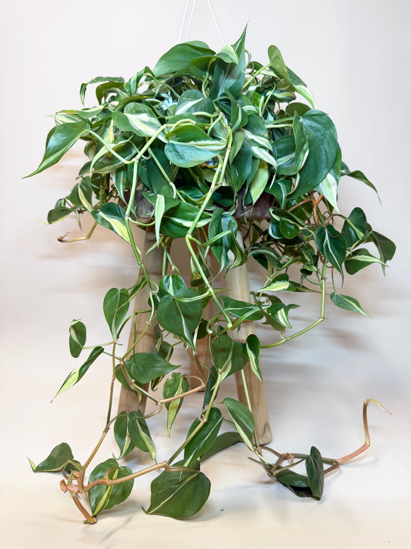 Philodendron Silver Stripe 8" Pot