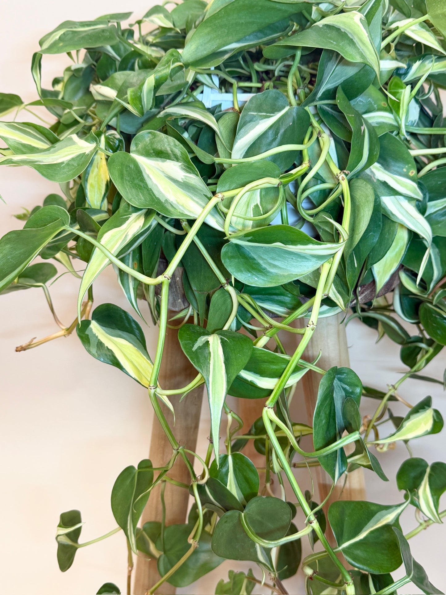 Philodendron Silver Stripe 8" Pot