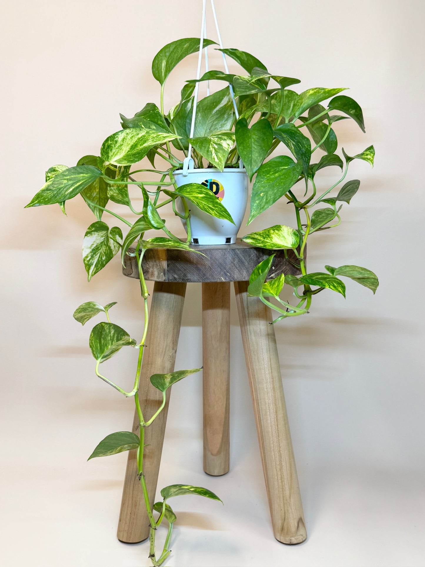 Pothos Hi-Color 4.5" Pot