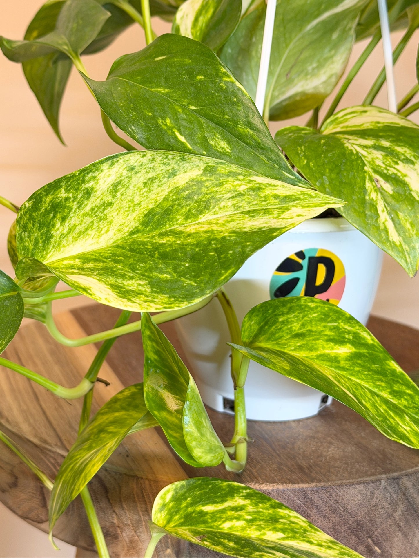 Pothos Hi-Color 4.5" Pot