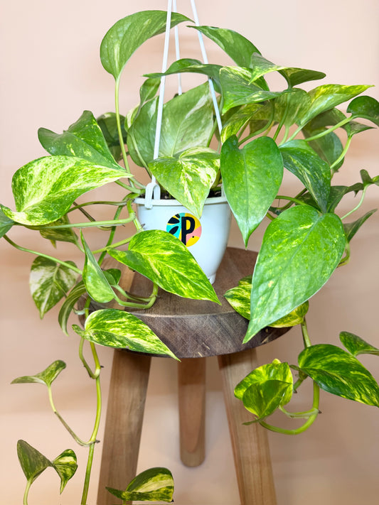 Pothos Hi-Color 4.5" Pot