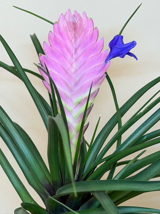 Pink Quill 4" Pot