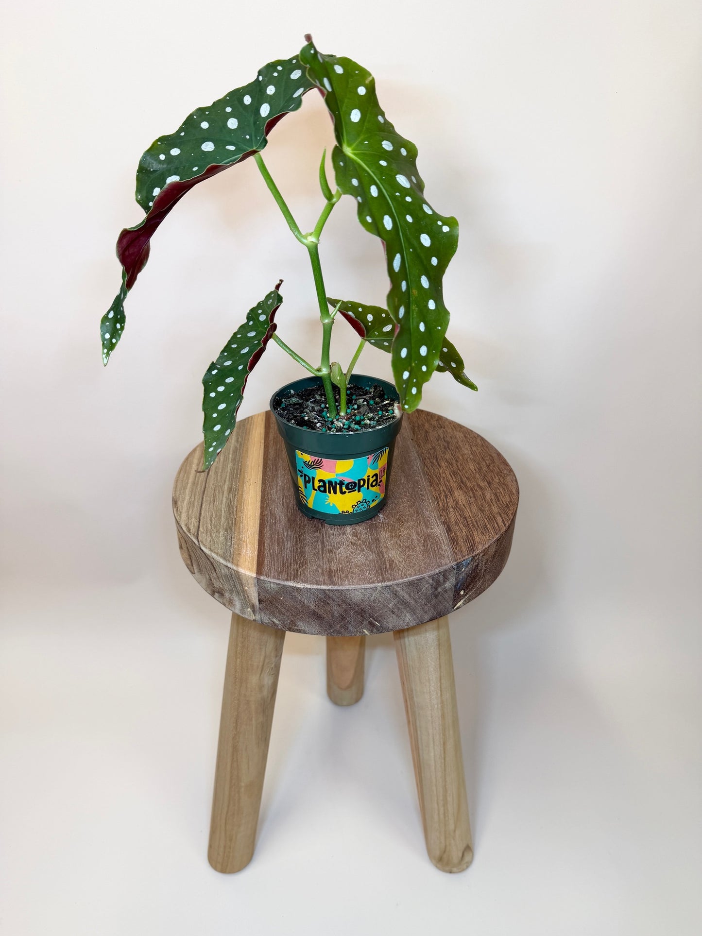 Begonia Polka Dot 4" Pot