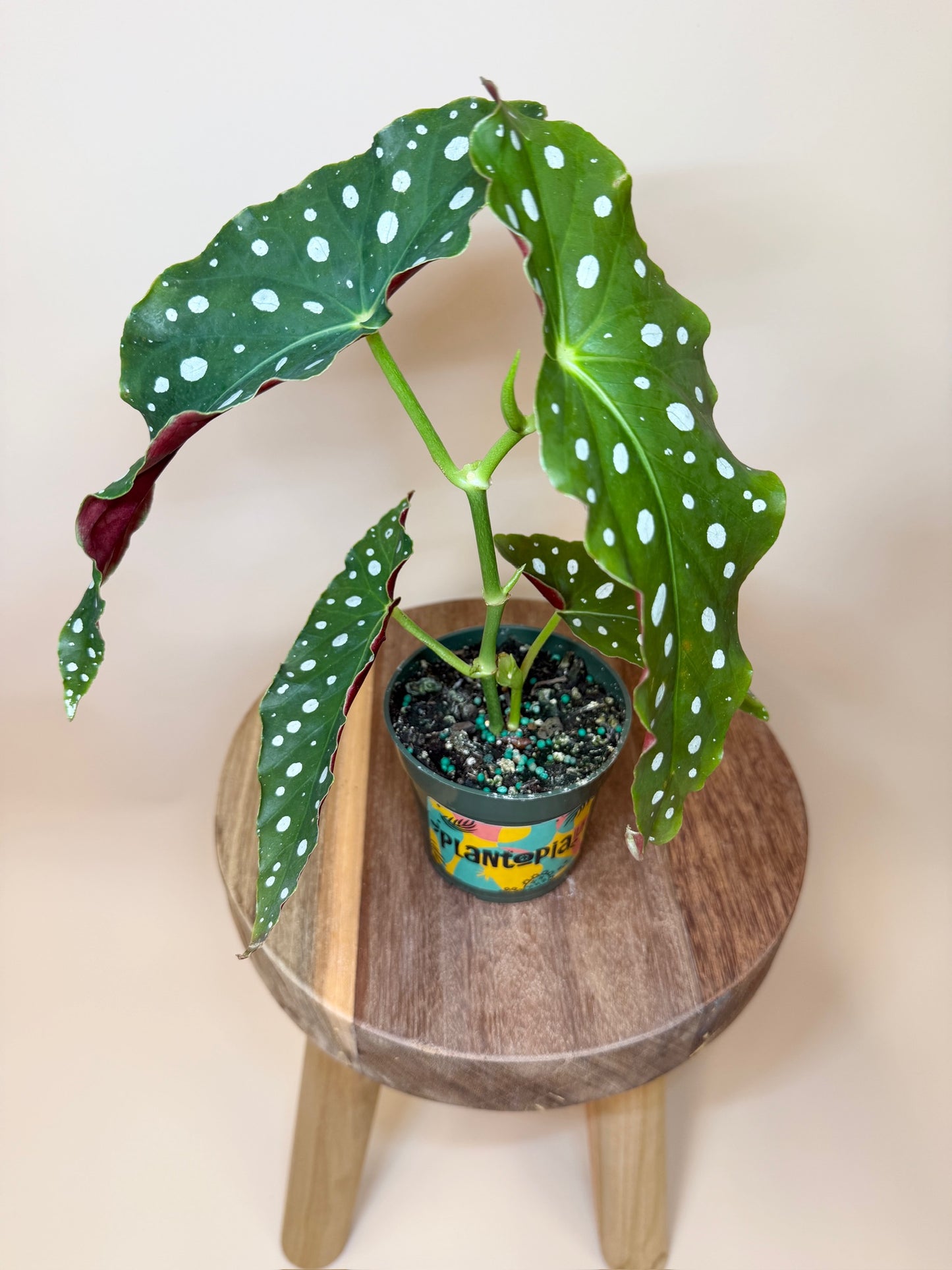 Begonia Polka Dot 4" Pot