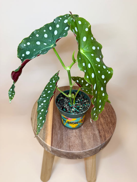 Begonia Polka Dot 4" Pot