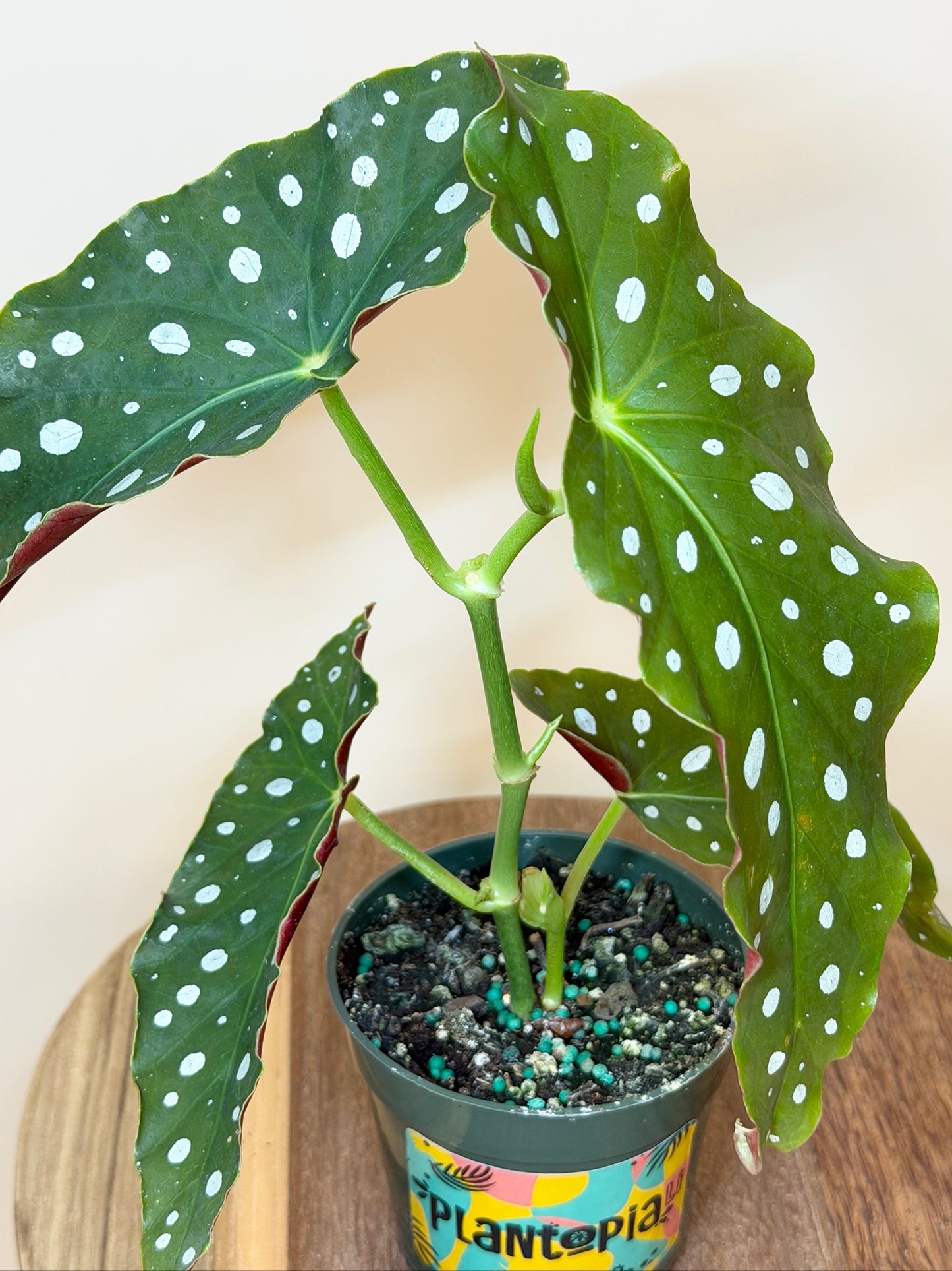 Begonia Polka Dot 4" Pot
